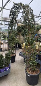 Trachelospermum Jasminoides Arch (Diameter 40cm )