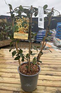 TRACHELOSPERMUM STAR OF TOSCANE