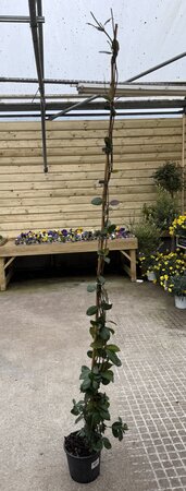 Trachelospernum Jasminoides