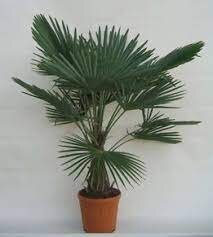 Trachycarpus Fortunei 10L