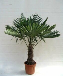 TRACHYCARPUS fortunei 90/1,00 10L