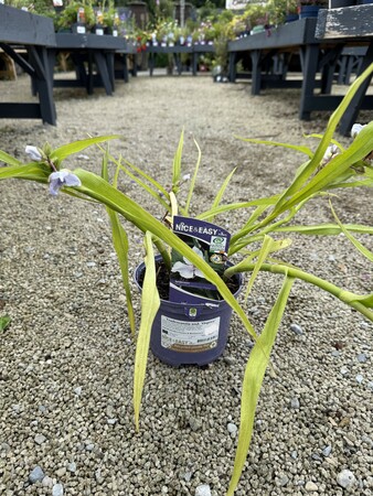 Tradescantia and. 'Osprey'