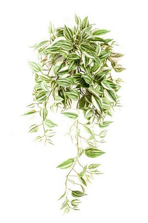 Tradescantia hanging bush