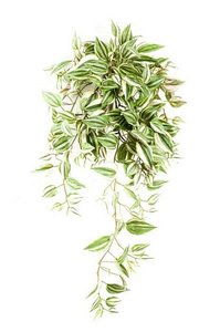 Tradescantia hanging bush