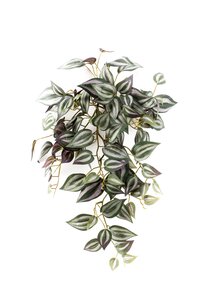 Tradescantia hanging bush 50cm tt purple