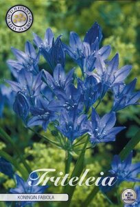 Triteleia laxa 'Koningin Fabiola' 20-pack