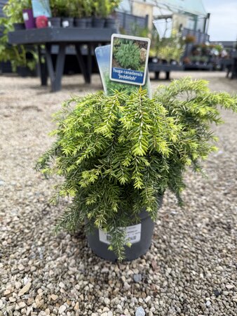 TSUGA CANADENSIS JEDDELOH