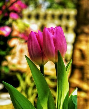 TUL PINK
