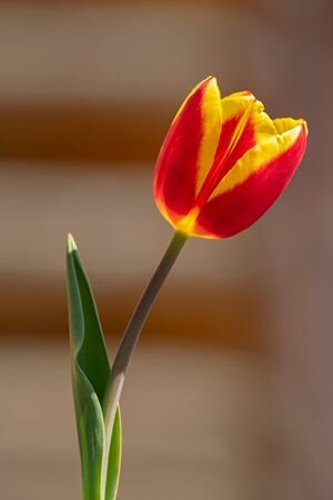 TUL RED-YELLOW