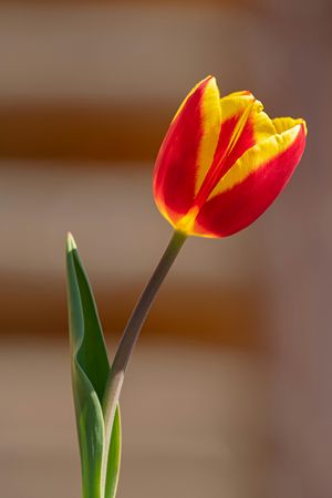 TUL RED-YELLOW