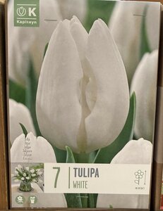 TUL WHITE x7