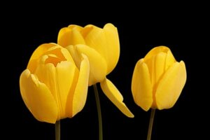TUL YELLOW