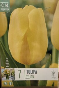 TUL YELLOW x7