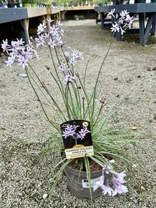 TULBAGHIA V. PURPLE EYE - image 2