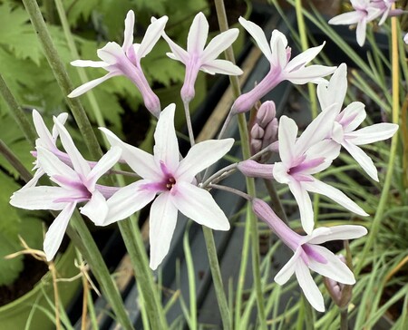 TULBAGHIA V. PURPLE EYE - image 1