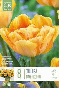 TULIP DOUBLE FOXY FOXTROT