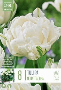 TULIP DOUBLE MOUNT TACOMA