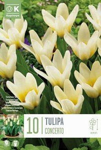 TULIP FOSTERIANA CONCERTO