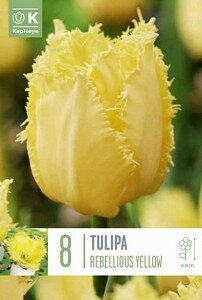 TULIP FRINGED REBELLIOUS YELLOW