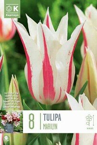 TULIP LILY FLOWERED MARILYN