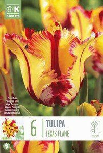 TULIP PARROT TEXAS FLAME