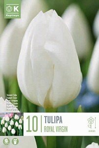 TULIP TRIUMPH ROYAL VIRGIN