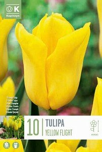 TULIP TRIUMPH YELLOW FLIGHT