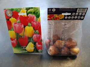 Tulipa 'Darwin' mix 10-pack