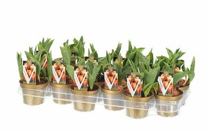 Tulipa 'Flair'