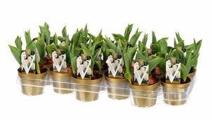 Tulipa 'Inzell'