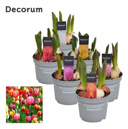 Tulipa mix (H&G) P12