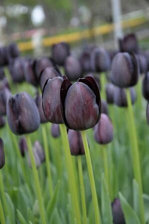 TULIPA QUEEN OF NIGHT x10