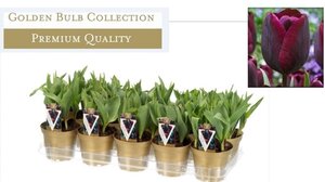 Tulipa 'Ronaldo'
