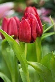 Tulipa 'Seadov' / P12