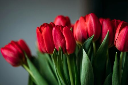 TULIPA SKY HIGH SCARLET