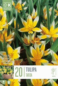 TULIPA SPECIE TARDA