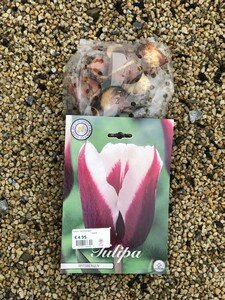 Tulipa 'Spitsbergen'