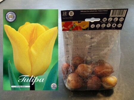 Tulipa 'Strong Gold' 10-pack