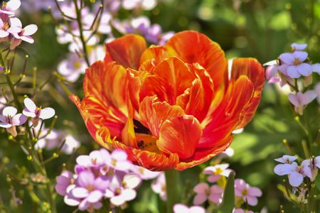 TULIPA SUN LOVER
