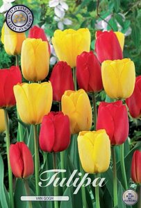 Tulipa 'Van Gogh' 10-pack