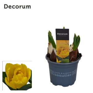 Tulipa Yellow Baby Extra