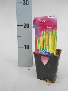 Typha laxmannii
