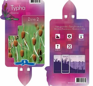 Typha minima
