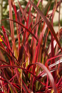 Uncinia ''Everflame''