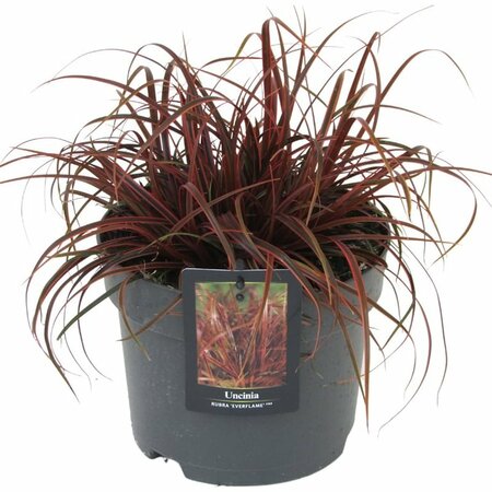 Uncinia 'Everflame'