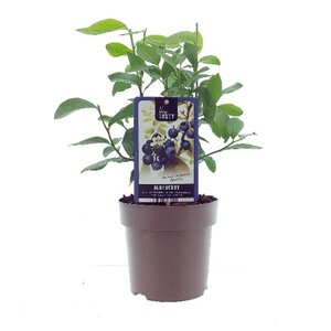 Vaccinium cor. 'Berkeley'