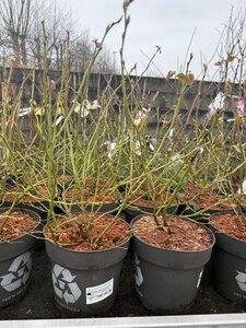 Vaccinium corymbosum 'Blue Dessert'®