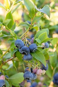 Vaccinium corymbosum 'Bluecrop'