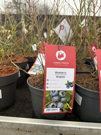 Vaccinium corymbosum 'Brigitta'