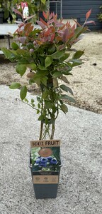 Vaccinium corymbosum mix